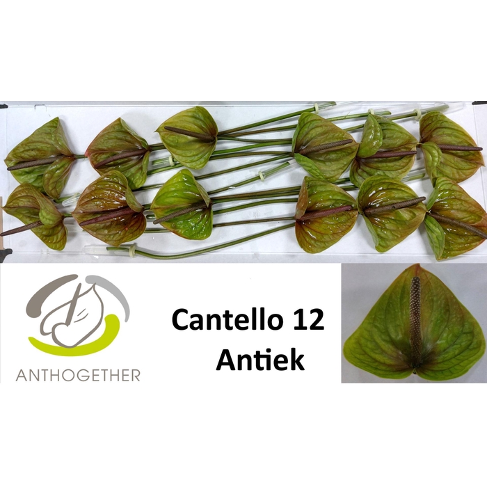 <h4>Anth A Cantello</h4>