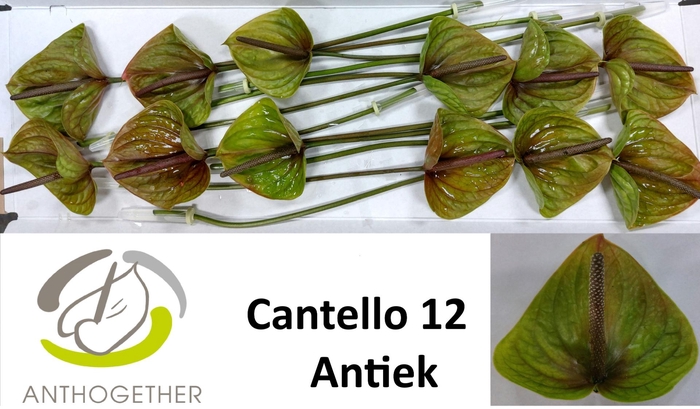 Anth A Cantello