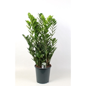 Zamioculcas Lucky Classic 12+ veren