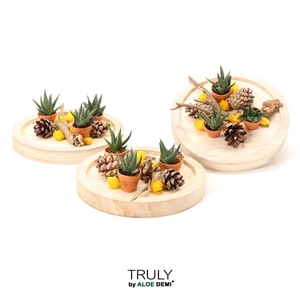 TRULY Succulent, Bush bowl - yellow