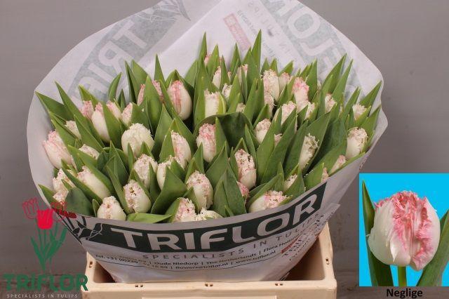 <h4>TU FR NEGLIGE</h4>