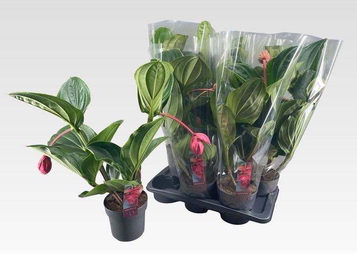 <h4>MEDIN MAG FLAMENCO</h4>