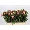 Paeonia Gardenia