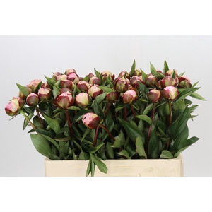 Paeonia Gardenia
