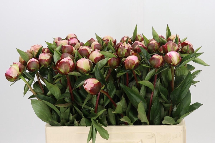 Paeonia Gardenia