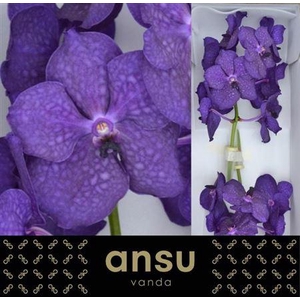 Vanda Ni Deep Blue