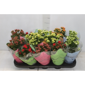 KALANCHOE DOBRADO P11