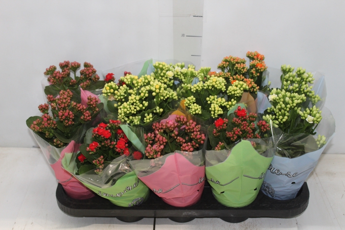<h4>KALANCHOE DOBRADO P11</h4>