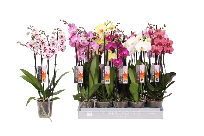 <h4>Phalaenopsis 5 color mix, 4-spike 25+</h4>