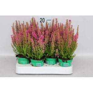 Erica gracilis 'Bea Queen Sofie'