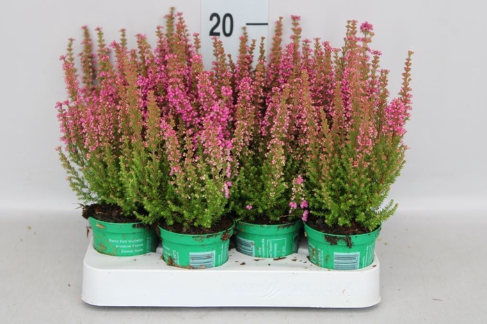 <h4>Erica gracilis 'Bea Queen Sofie'</h4>