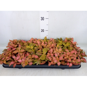 Fittonia   ...