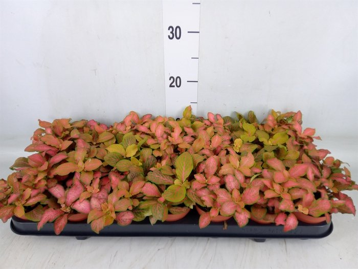<h4>Fittonia   ...</h4>