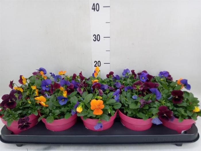 <h4>Viola corn. 'Evo Mini MM Warsaw'</h4>