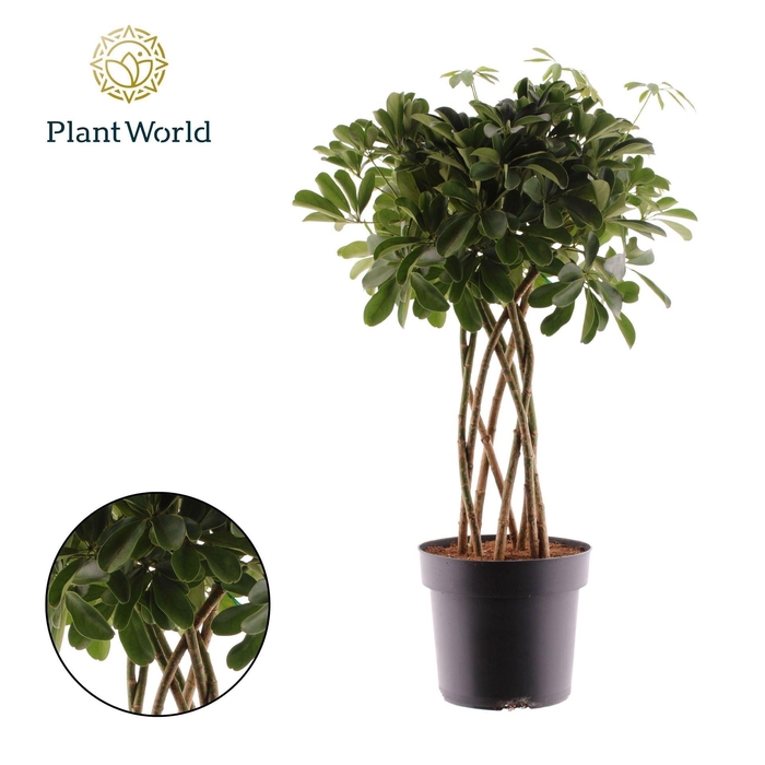 <h4>Schefflera Compacta</h4>