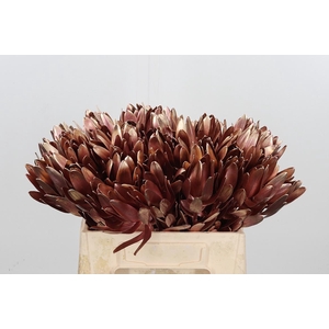 Leucod Kl Bh Rose Goud