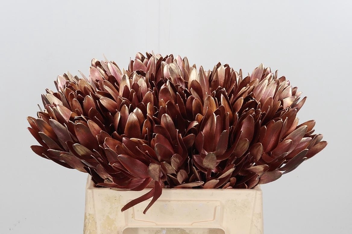 <h4>Leucod Kl Bh Rose Goud</h4>