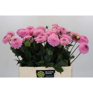 Dahlia Wizard of Oz