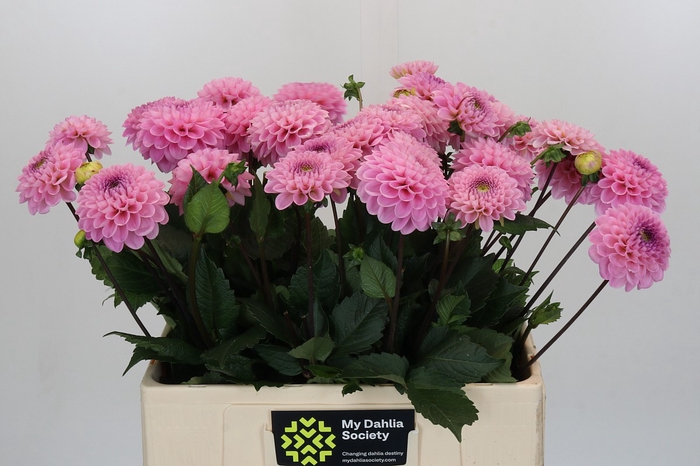 <h4>Dahlia Wizard of Oz</h4>