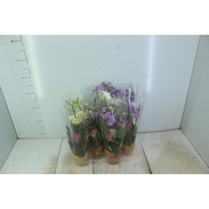 PHALAENOPSIS MINI P09 2 HT
