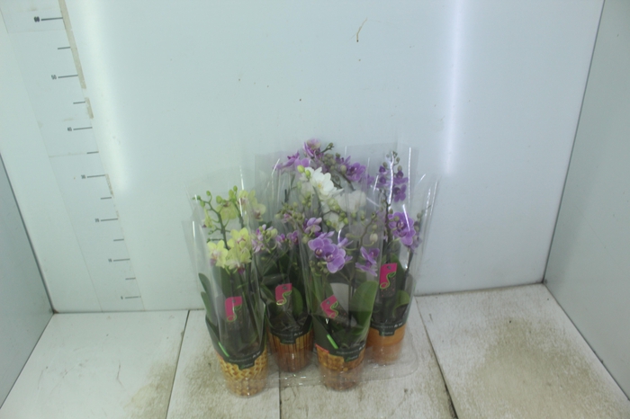 <h4>PHALAENOPSIS MINI P09 2 HT</h4>