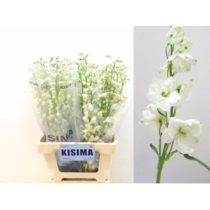 Delph Guardian White Kisima