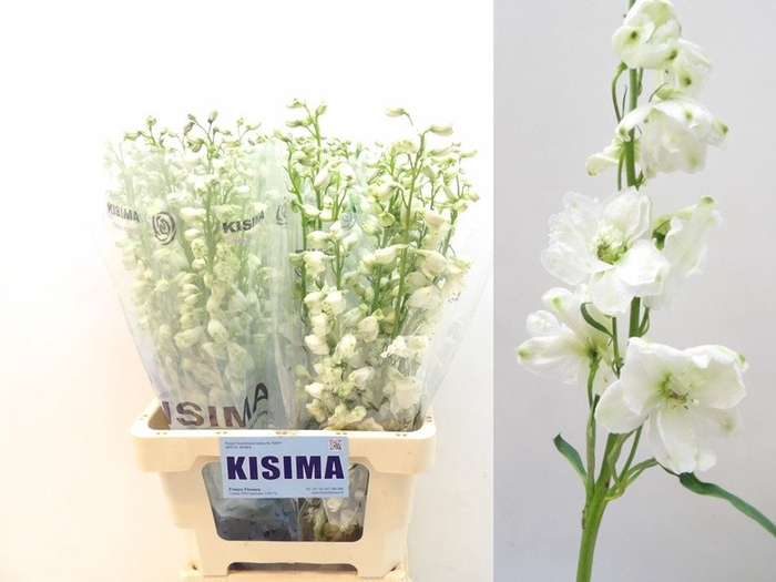 <h4>Delph Guardian White Kisima</h4>