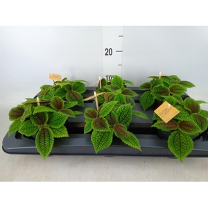 Pilea mollis 'Moon Valley'