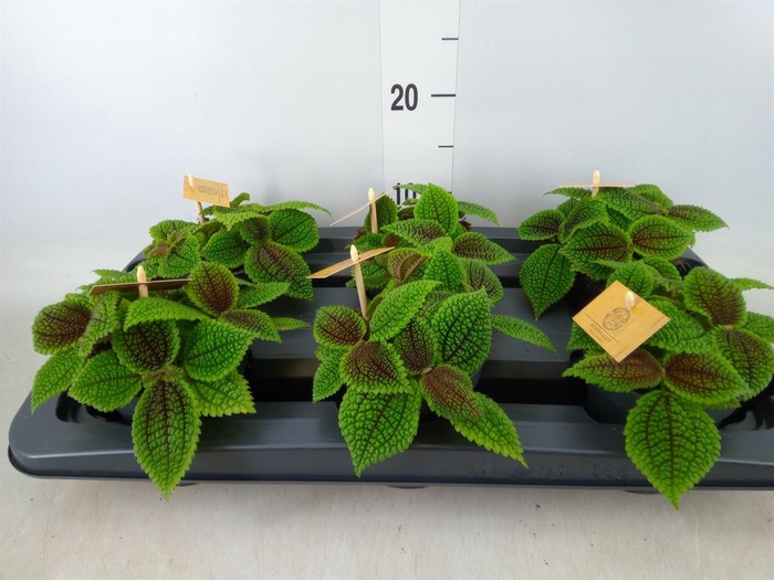 <h4>Pilea mollis 'Moon Valley'</h4>