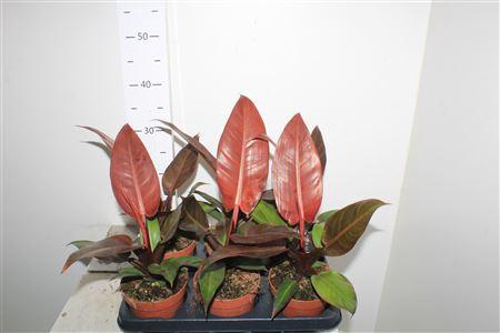 <h4>Phil Mccolley"s Finale</h4>