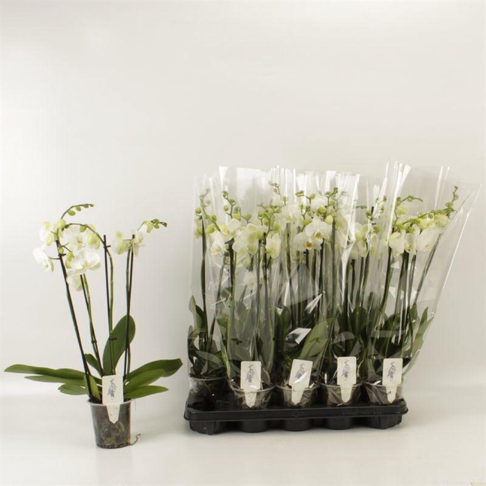 <h4>PHAL OV WIT</h4>