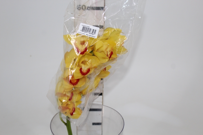 <h4>CYMBIDIUM HT MIN 12 FLS LARANJA</h4>