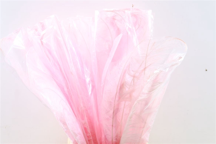 <h4>Feather Ostrich Feathers 55cm 5 Pcs Light Pink</h4>