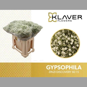 GYPS PA ZI DISCOVERY 15 GRAM