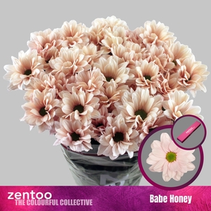 Chrysanthemum Indicum Grp tros Babe Peach
