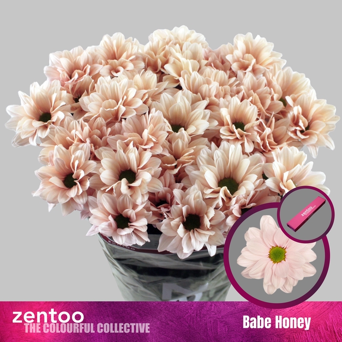 <h4>Chrysanthemum Indicum Grp tros Babe Peach</h4>