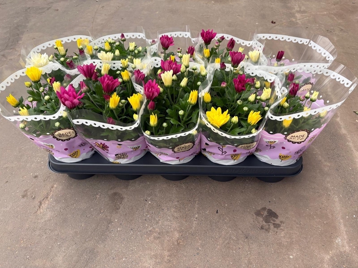 <h4>CHRYS GEM IN POT</h4>