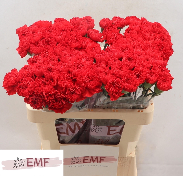 <h4>DI ST SPARTA</h4>