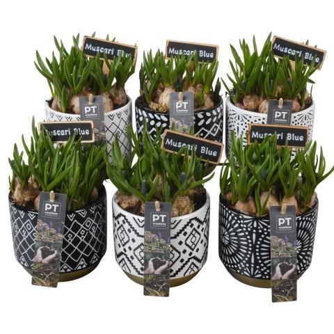 <h4>PTMB6314 Arrangement Muscari Blue in keramiek mix</h4>