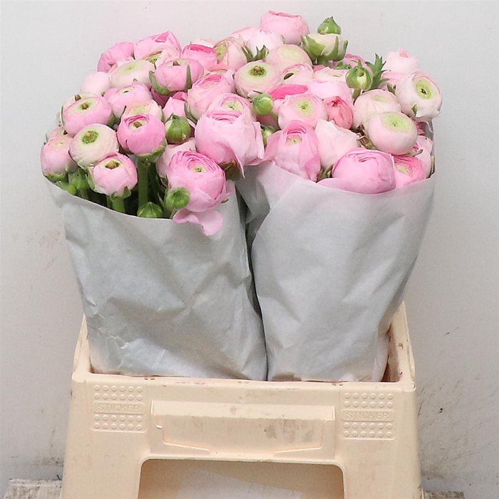 <h4>Ran Su Confetto Extra</h4>