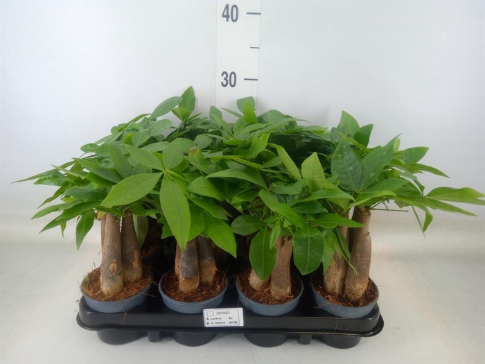 <h4>Pachira aquatica</h4>