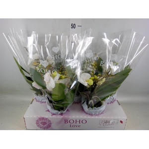 Phalaenopsis   ...white