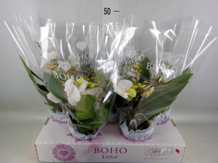 <h4>Phalaenopsis   ...white</h4>