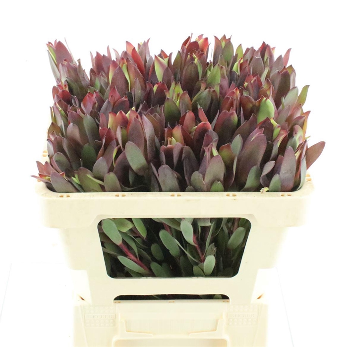 <h4>Leucad Senorita</h4>