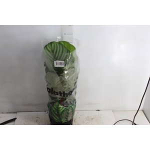 CALATHEA ORBIFOLIA P17