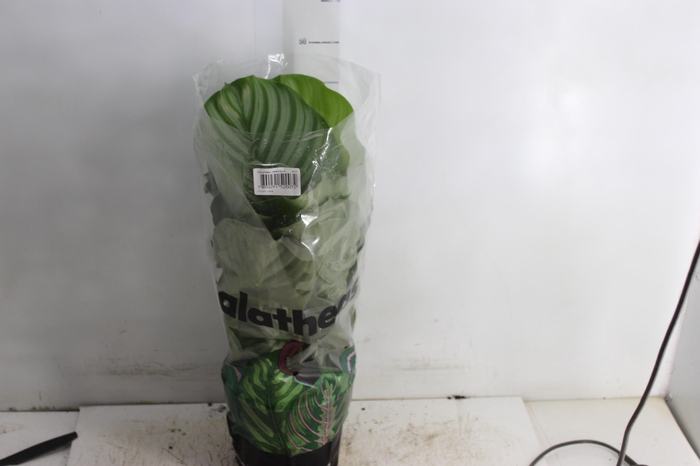 <h4>CALATHEA ORBIFOLIA P17</h4>