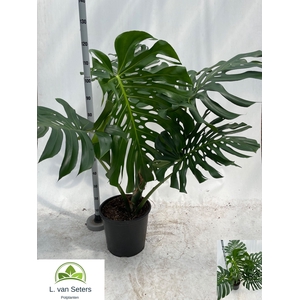 MONSTERA DELICIOSA