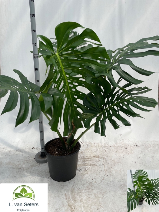 <h4>MONSTERA DELICIOSA</h4>