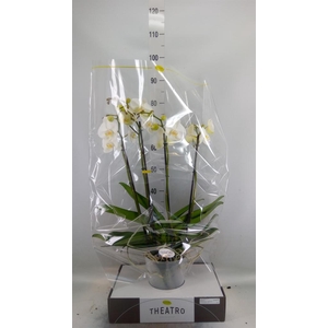 Phalaenopsis   ...white