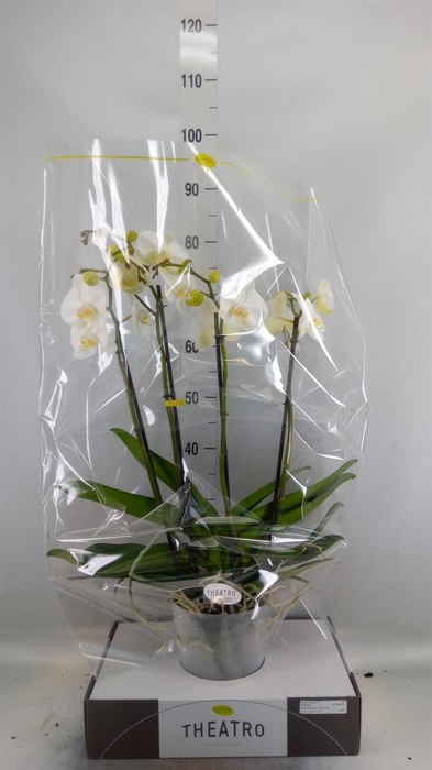 <h4>Phalaenopsis   ...white</h4>